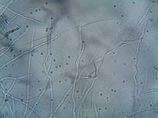 Microbes : les pionniers du ménage